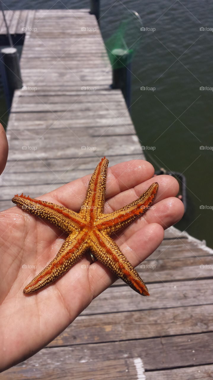Starfish found in the ocean while casting for bait.