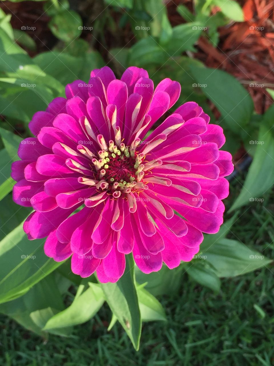   Beautiful flower in my garden 