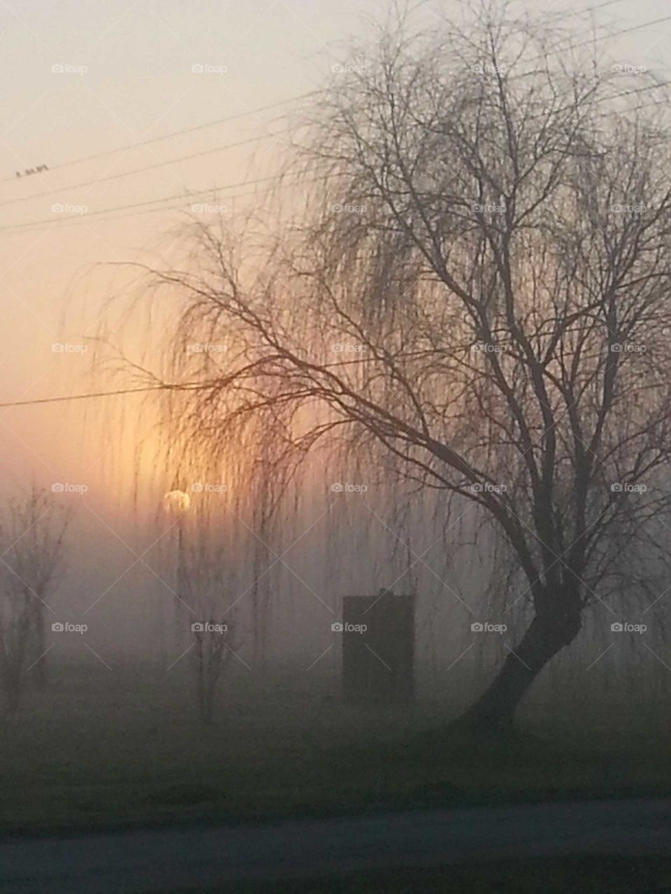 weeping willow,sunrise,foggy morning