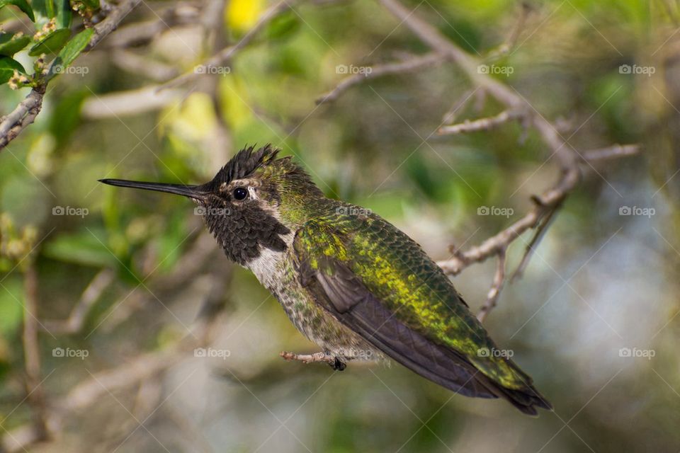 Hummingbird