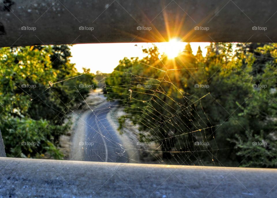 spider web sunrise