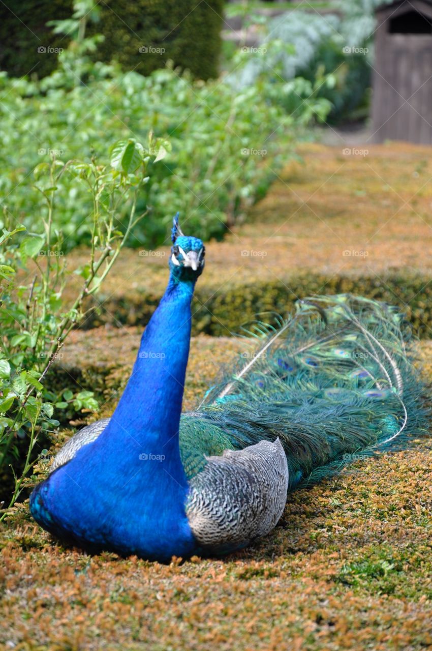 Peacock