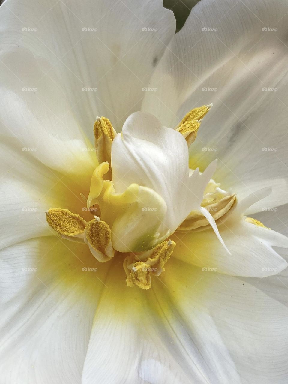 White flower