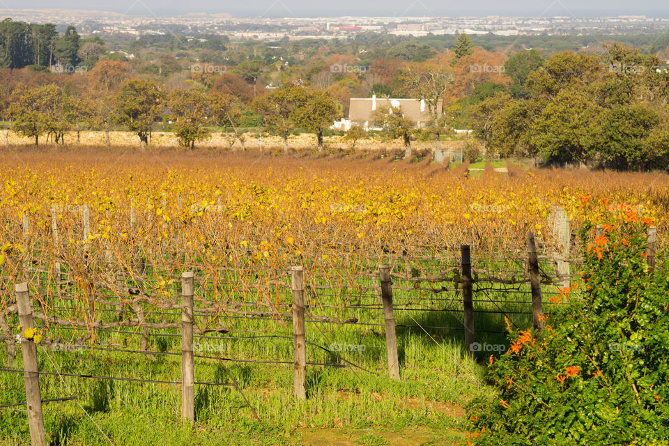 Cape Town, South Africa Winery