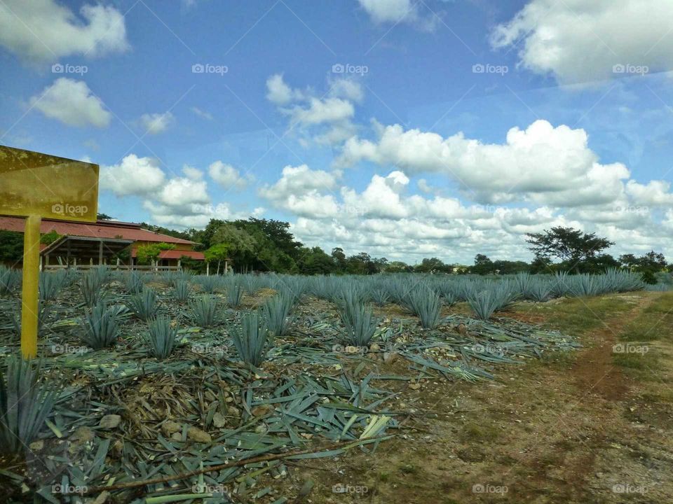 tequila field