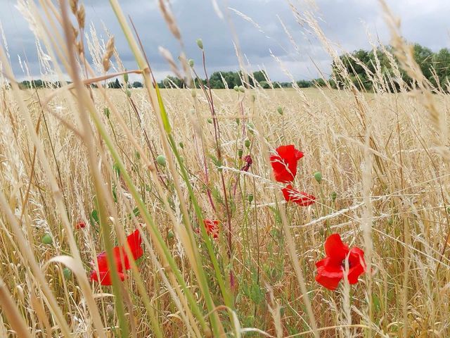 summer in the countryside - poppies in the grain
