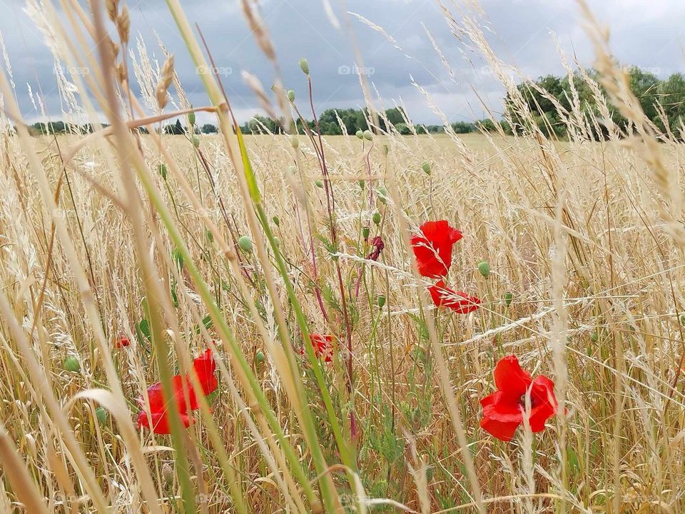 summer in the countryside - poppies in the grain