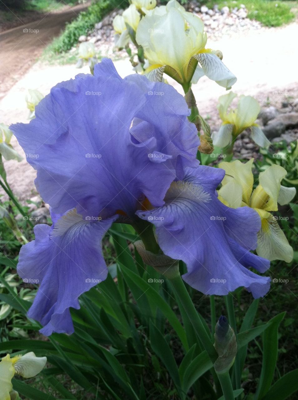 Purple iris 