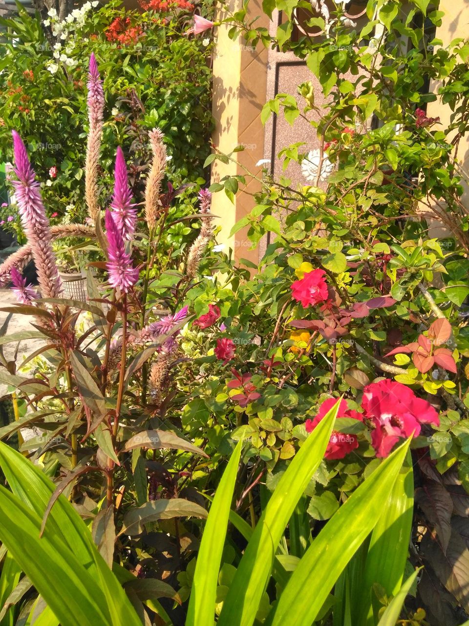 Lush flowers on the park