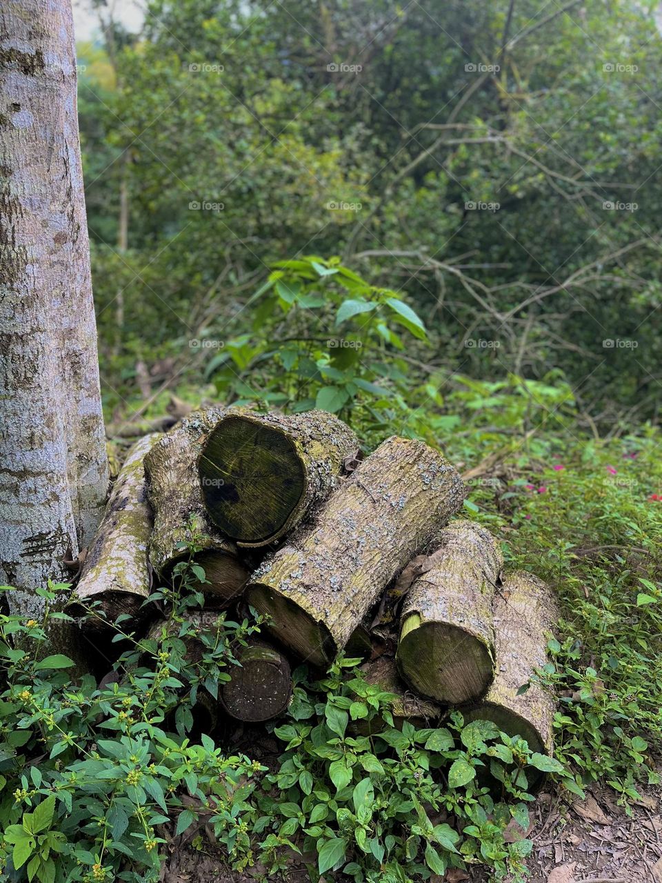 Wood on the middle of the forest 