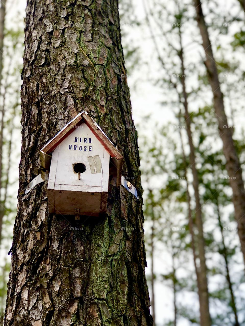 Closeup of wooden birdhouse on tree 
