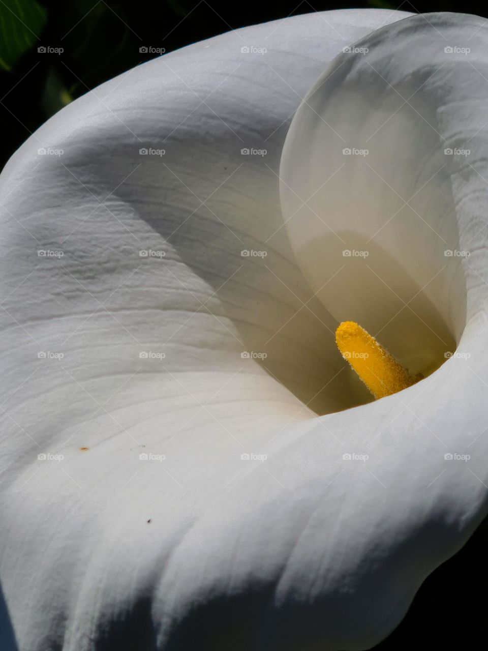 Beautiful white calla lily basking in the glow of the sun on the streets of San Francisco 