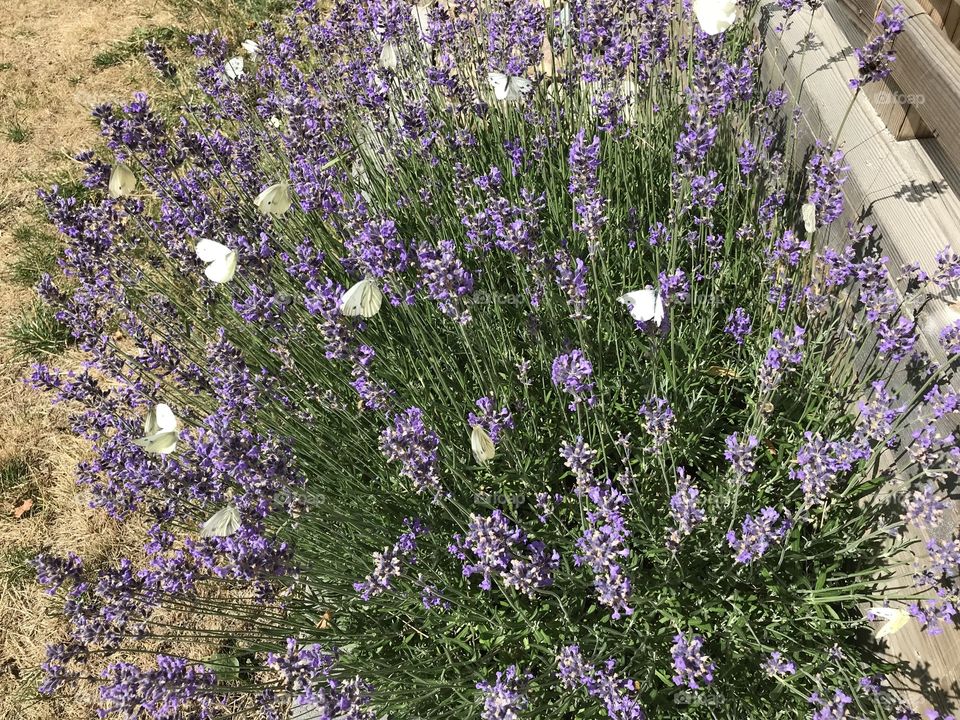 Lavendel