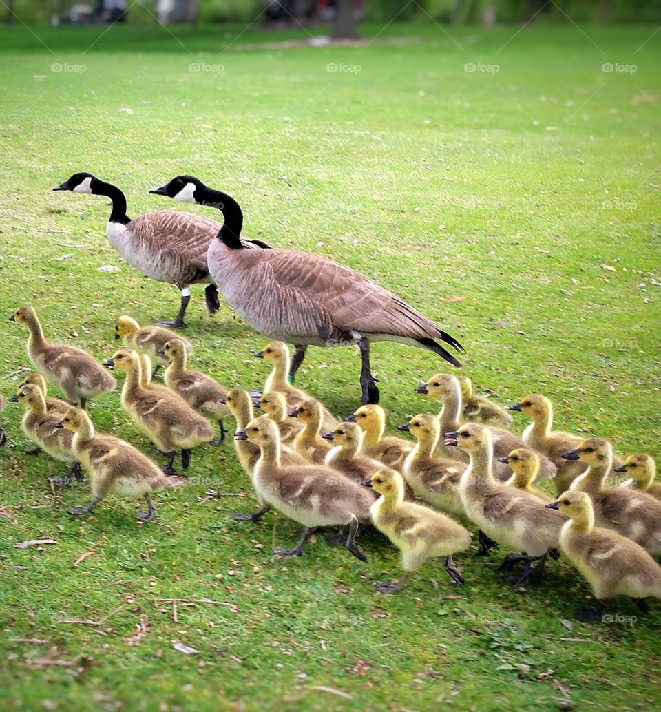 A pair of geese and their goslings take a walk in the park