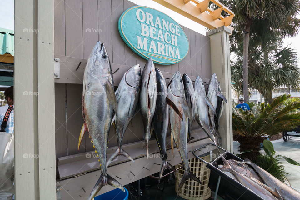 Hanging board for tuna