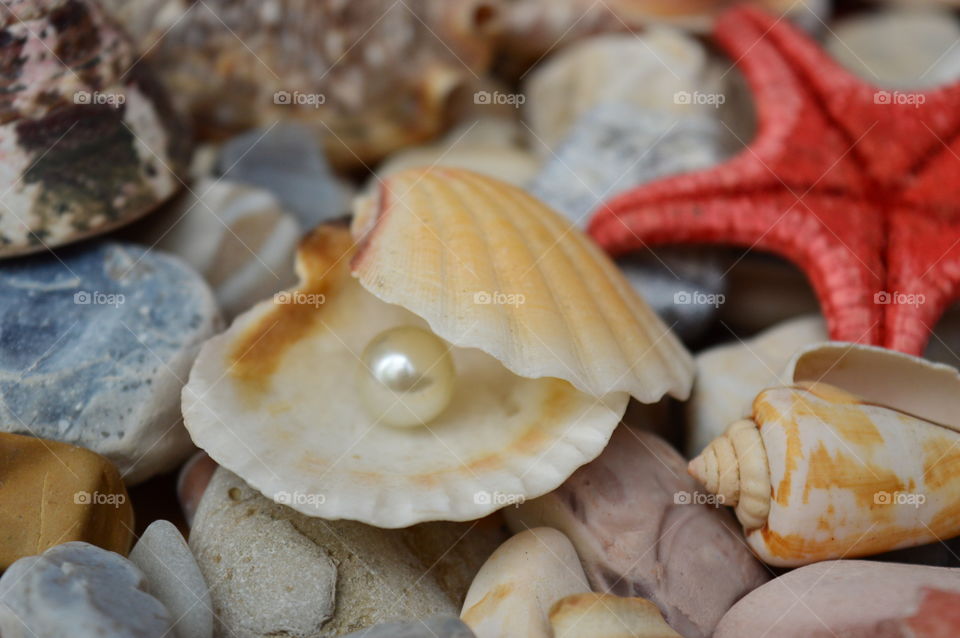 Sea Shells