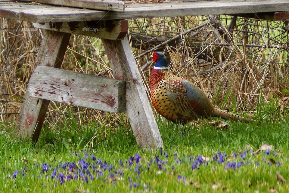 Spring pheasant near wooden bench