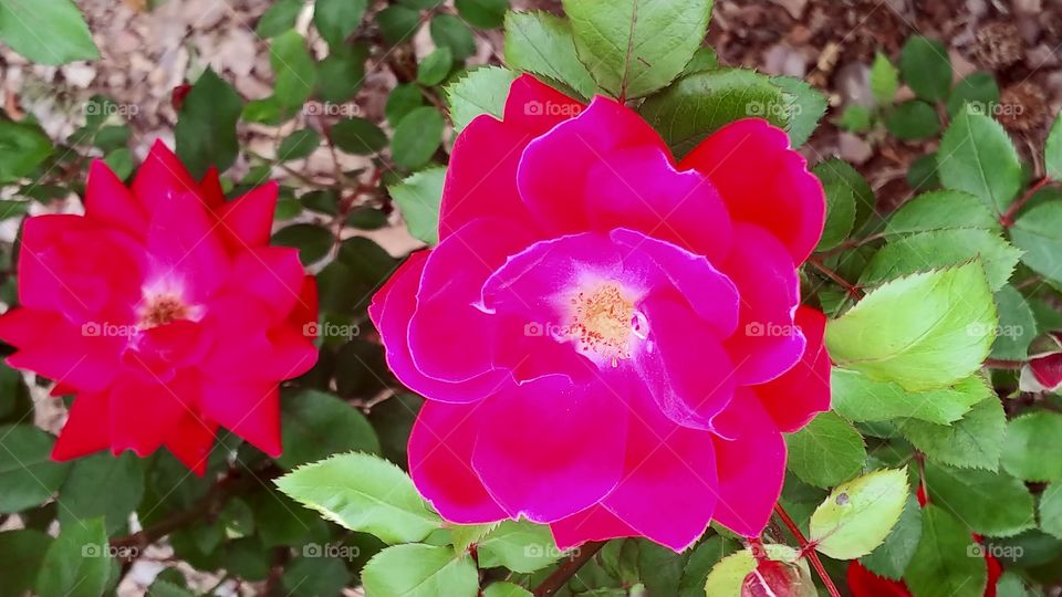red rose in my garden