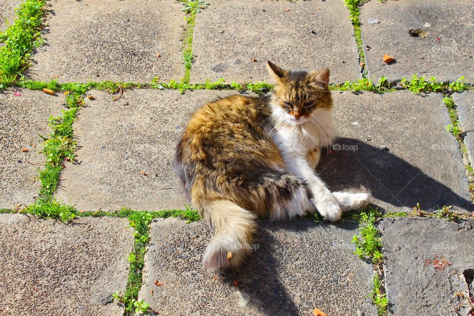 The cat poses and enjoys on the sunny sidewalk