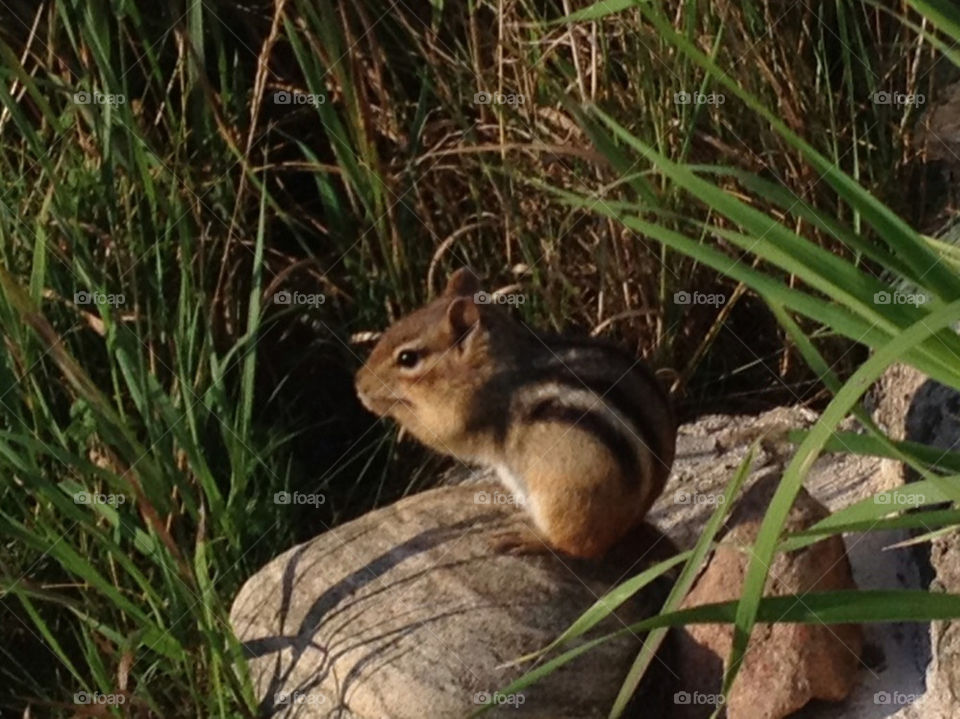 nature wildlife rock simon by miowan