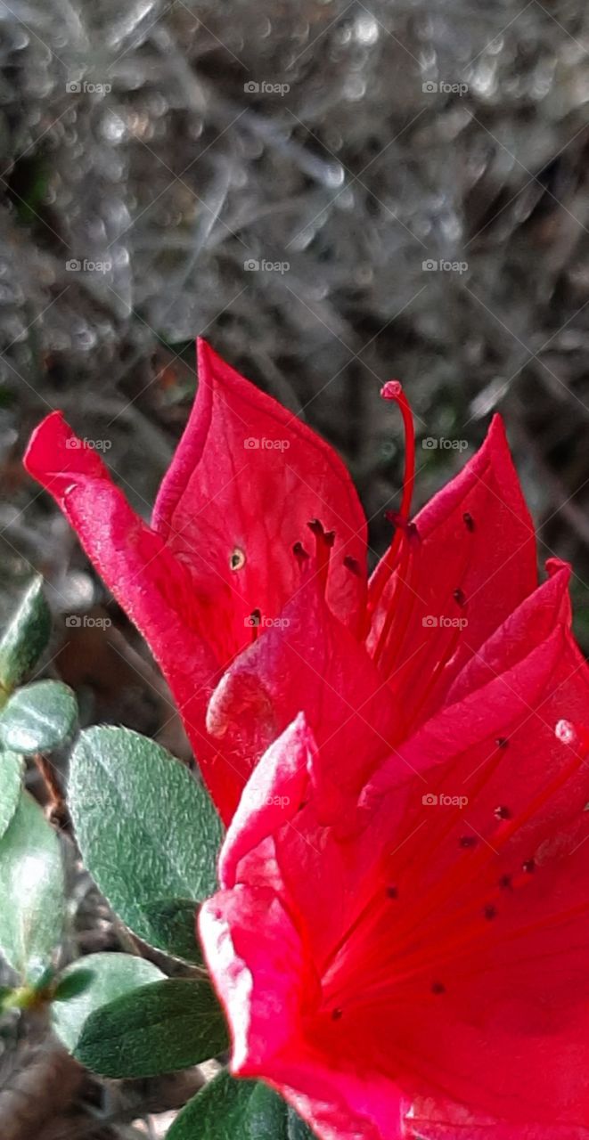 Nature, No Person, Flower, Leaf, Flora