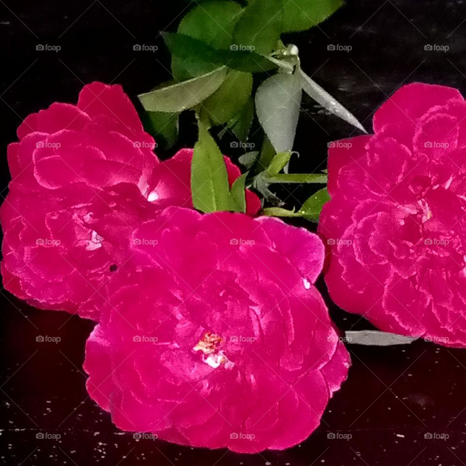 upload photo of the week