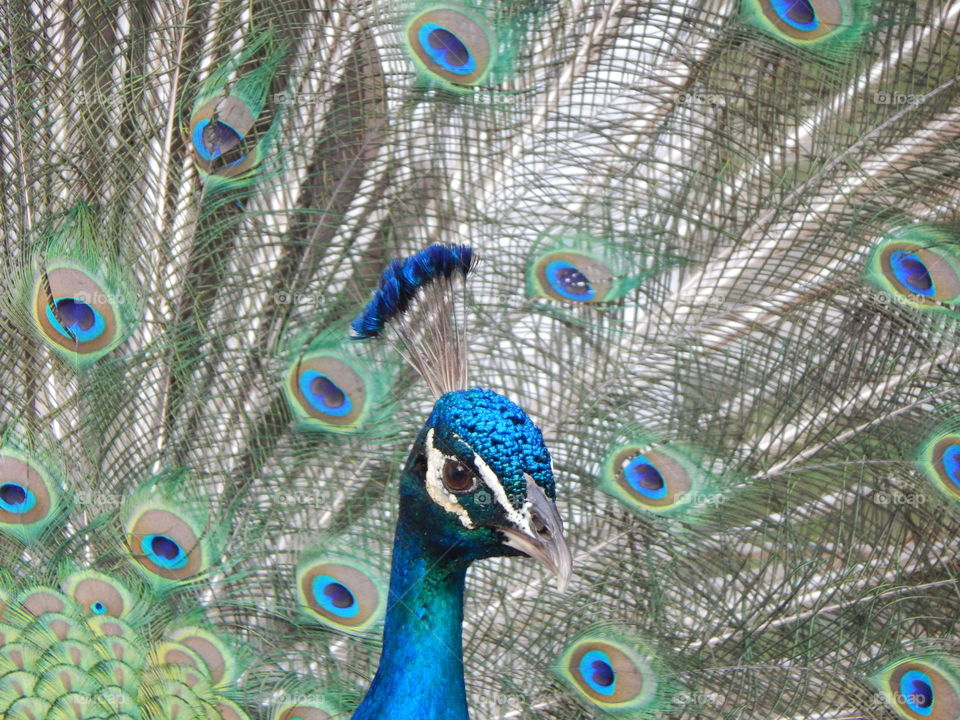 A Peacock named Peter