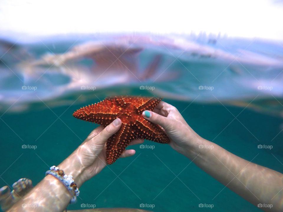 Starfish 