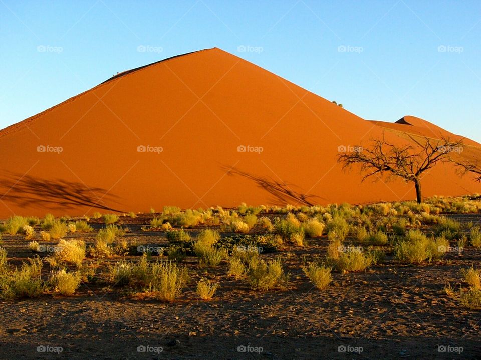 Sand dune in the Namib desert