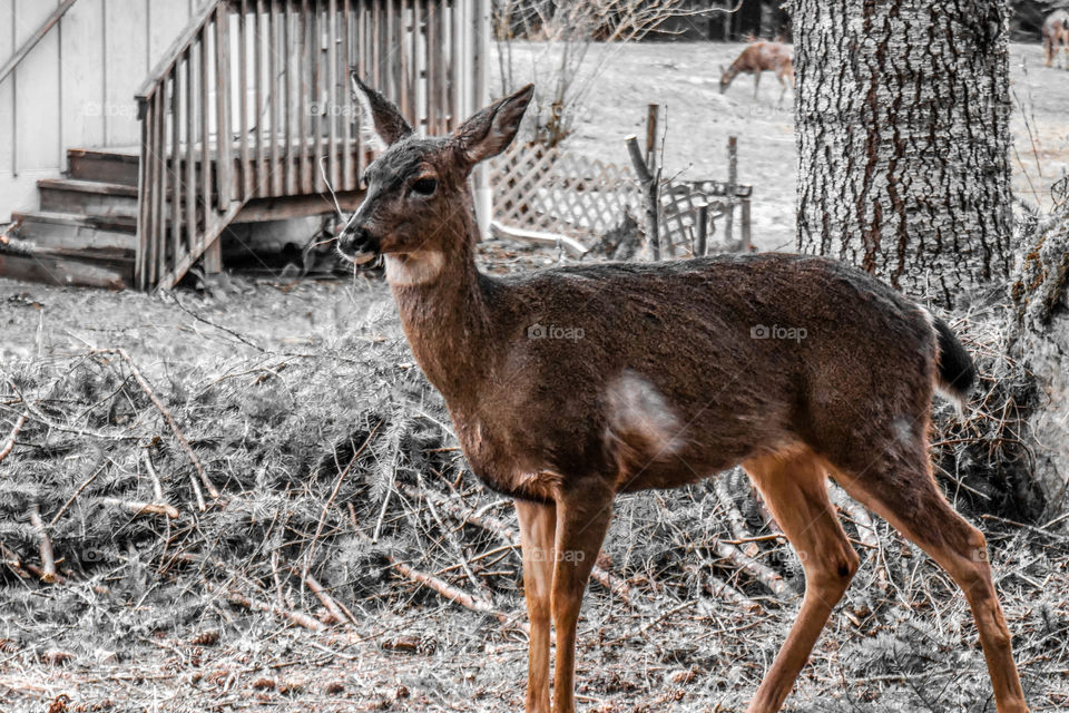 Deer looking for a morning snack in the yard. 