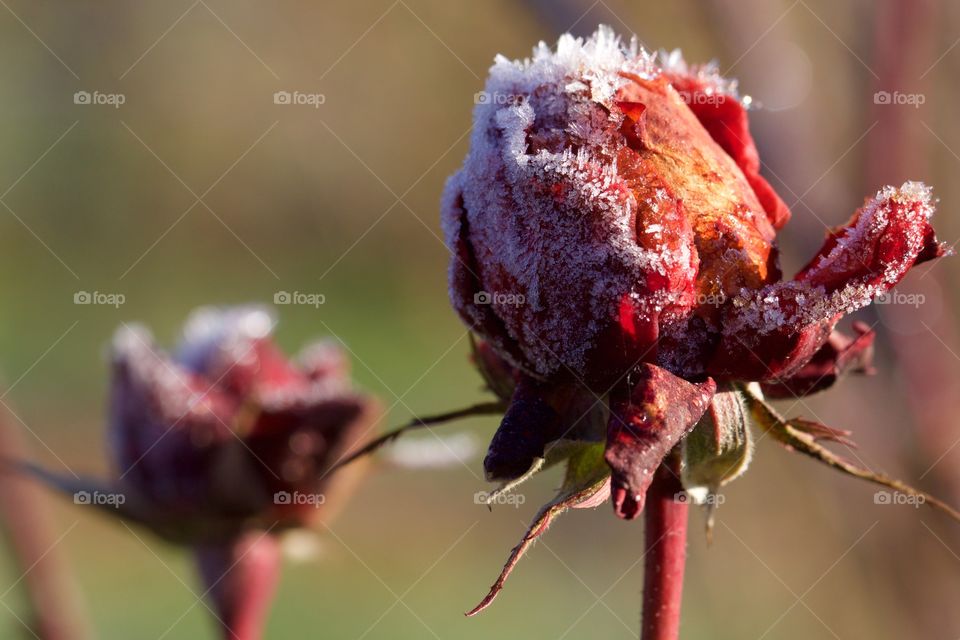 Frozen Roses