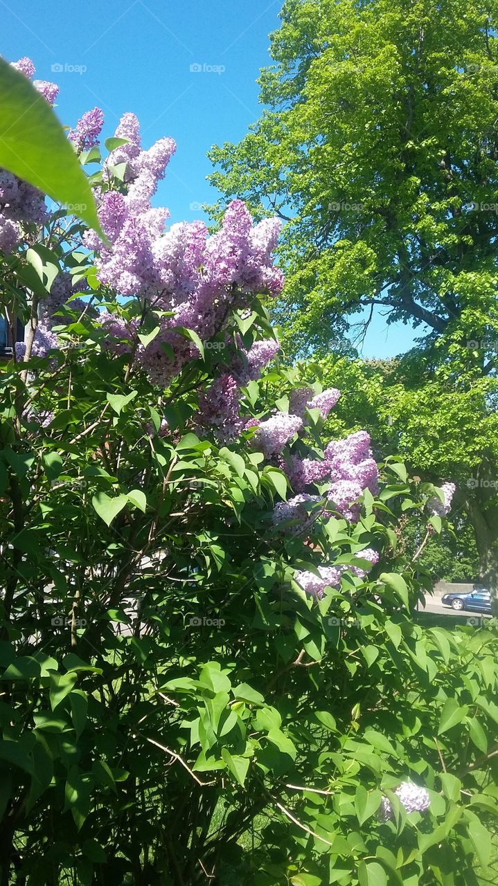 Beautiful zoomed-out shot of lilacs on a sunny day 