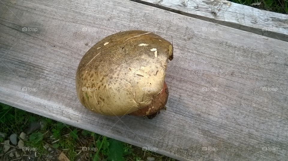 Big wild mushroom
