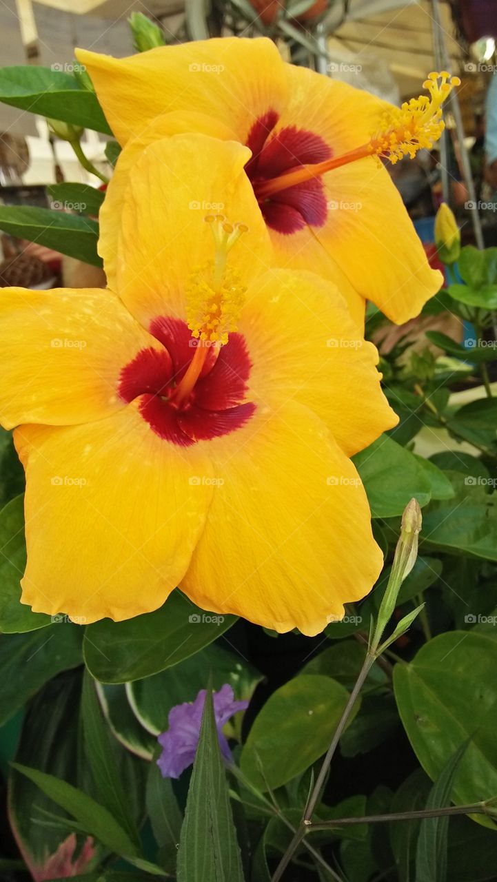 beautiful yellow gumamela flowers