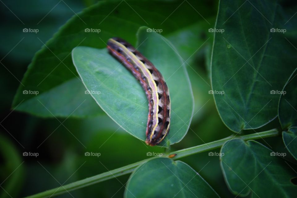 Worm on a leaf