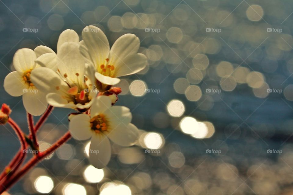 Elevated view of white flower