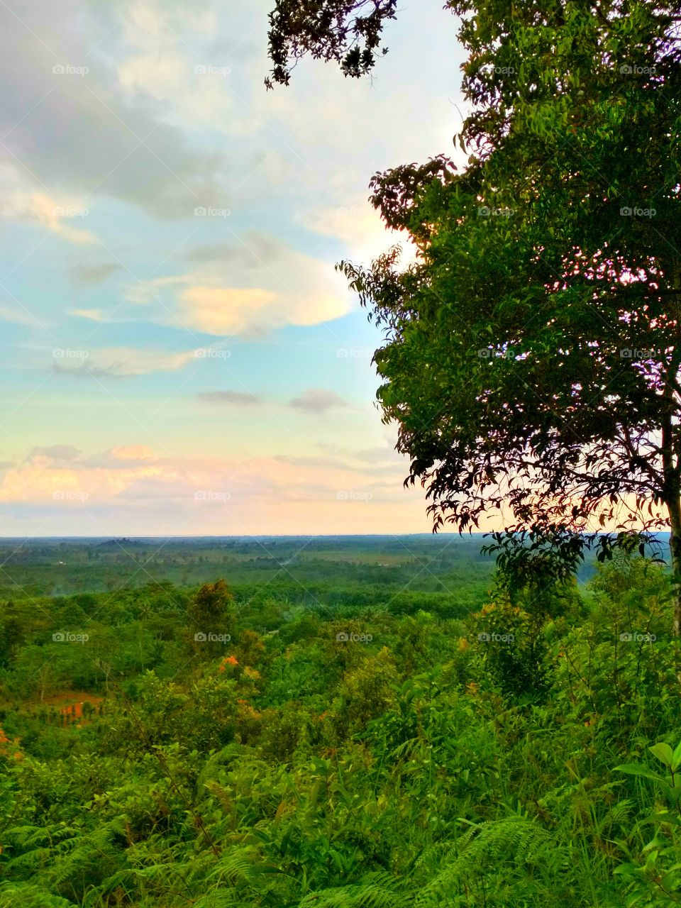 Treetop landscape view