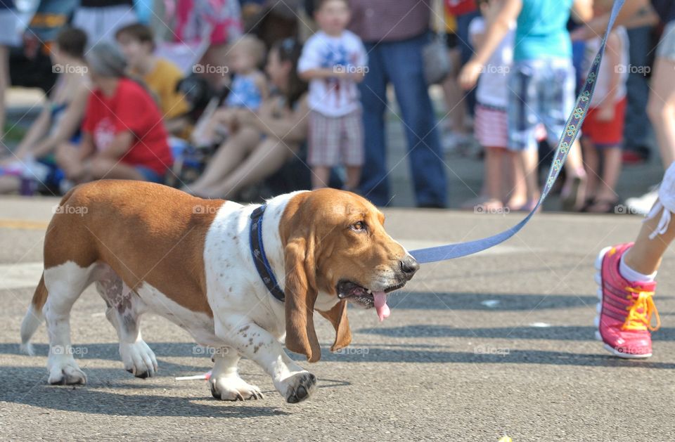 Basset hound walking in parade