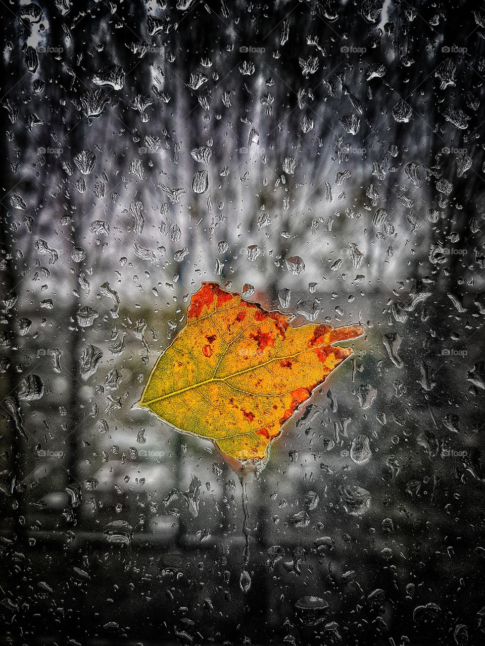 Leaf on a window