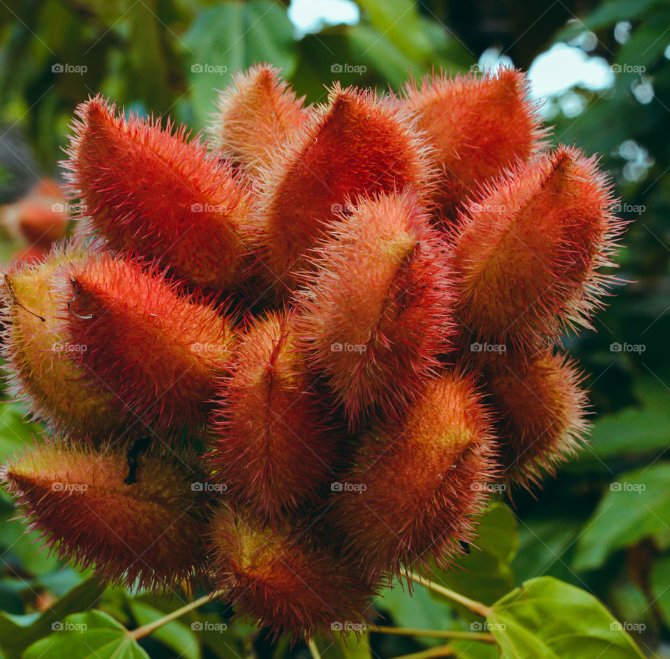 this is annatto, we indigenous people use it to make dyes and we also use it to complement our traditional paintings.