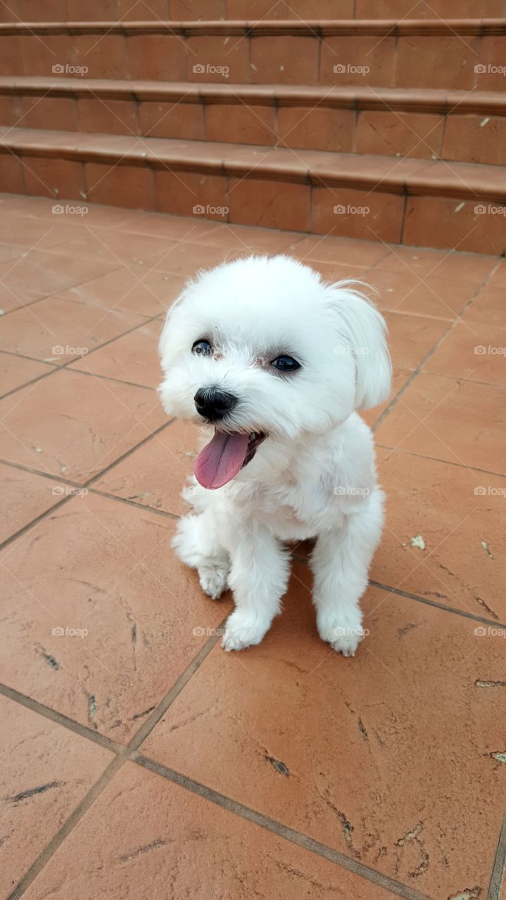 Fun animals in our daily life