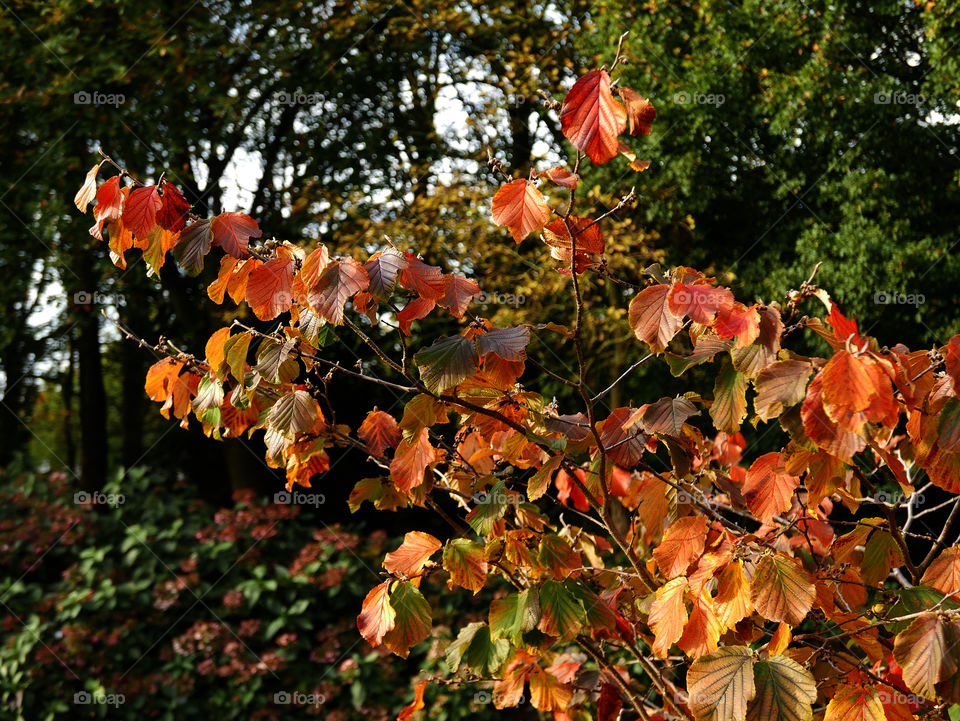 Tree branch during autumn in Belgium.