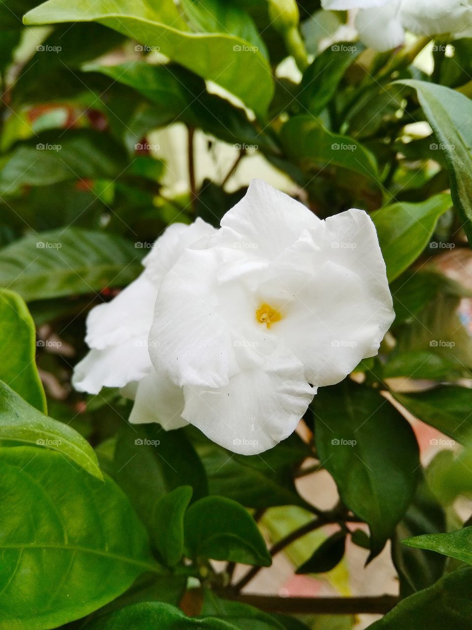 white flower