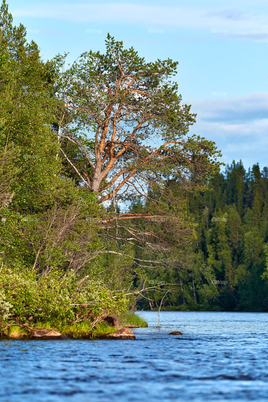 Pine tree and other trees by the torne river bend in the Swedish Lapland in nearby Kengis falls in evening light