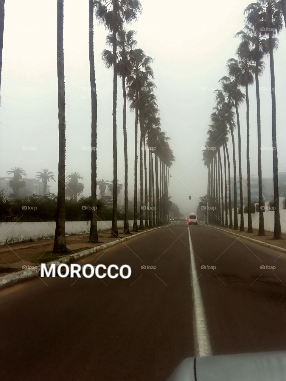 morocco .. el jadida .. palms