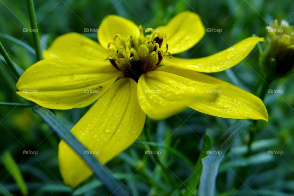 raindrops on a flower