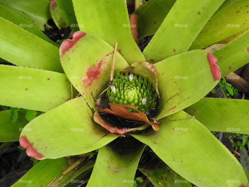 Spring is coming! Even the smallest flower is blooming.