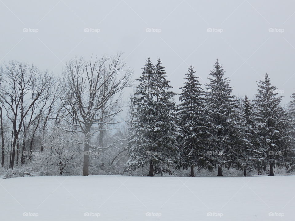 pine trees and trees in winter snow scene