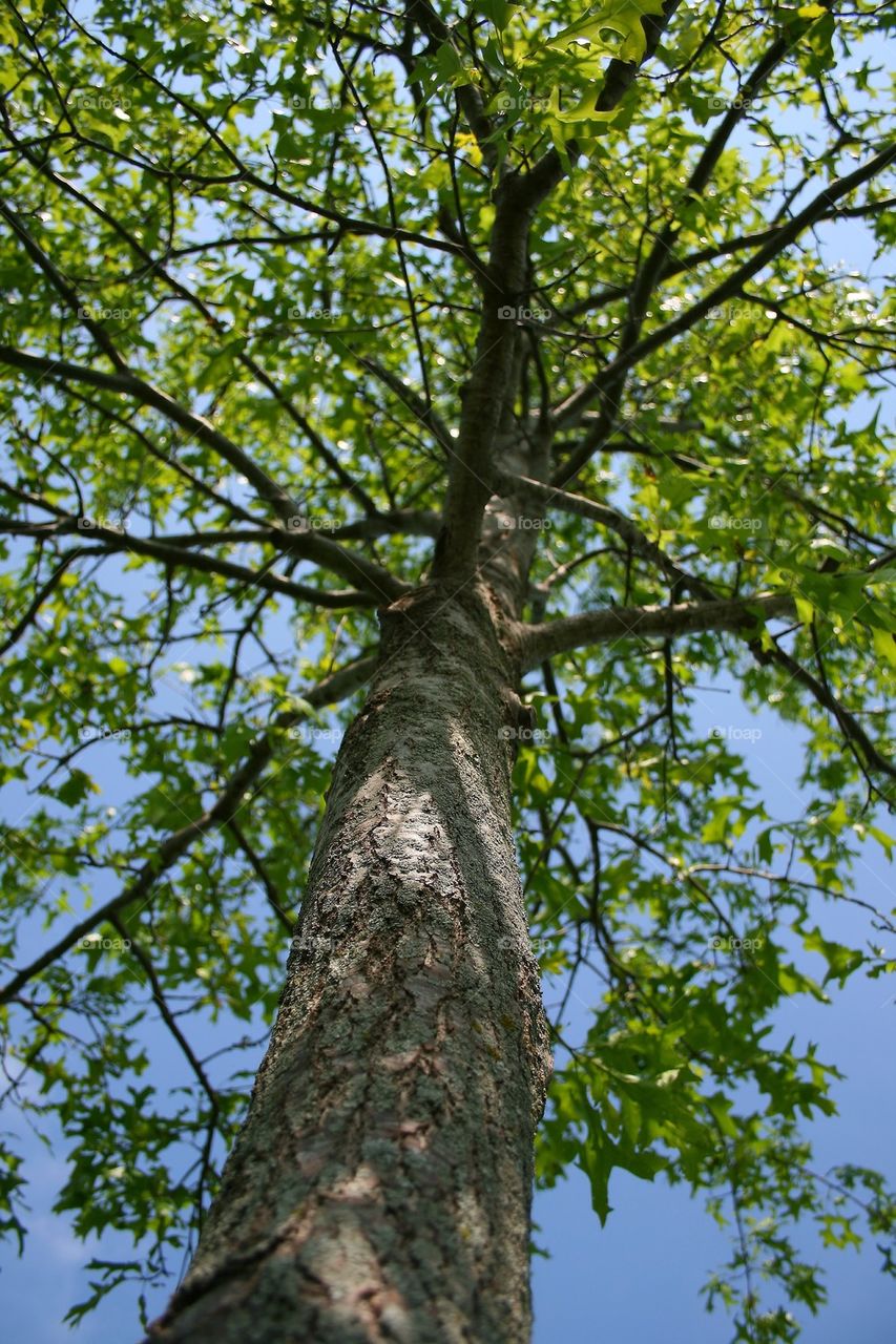 Low angle view of oak tree