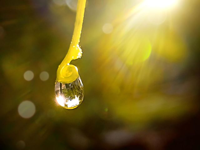 a drop of morning dew